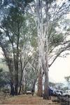 Whatâ€™s with Eucalyptus tree being cut?