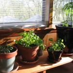 How to care for you indoor plants